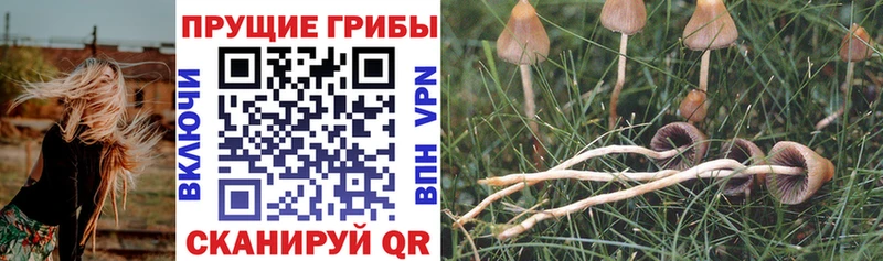 Купить где  Мглин  Псилоцибиновые грибы Psilocybe 